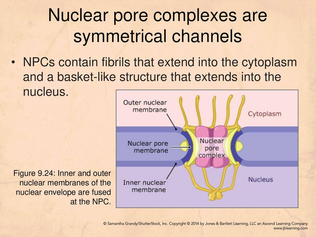 Nuclear pore complexes are symmetrical channels