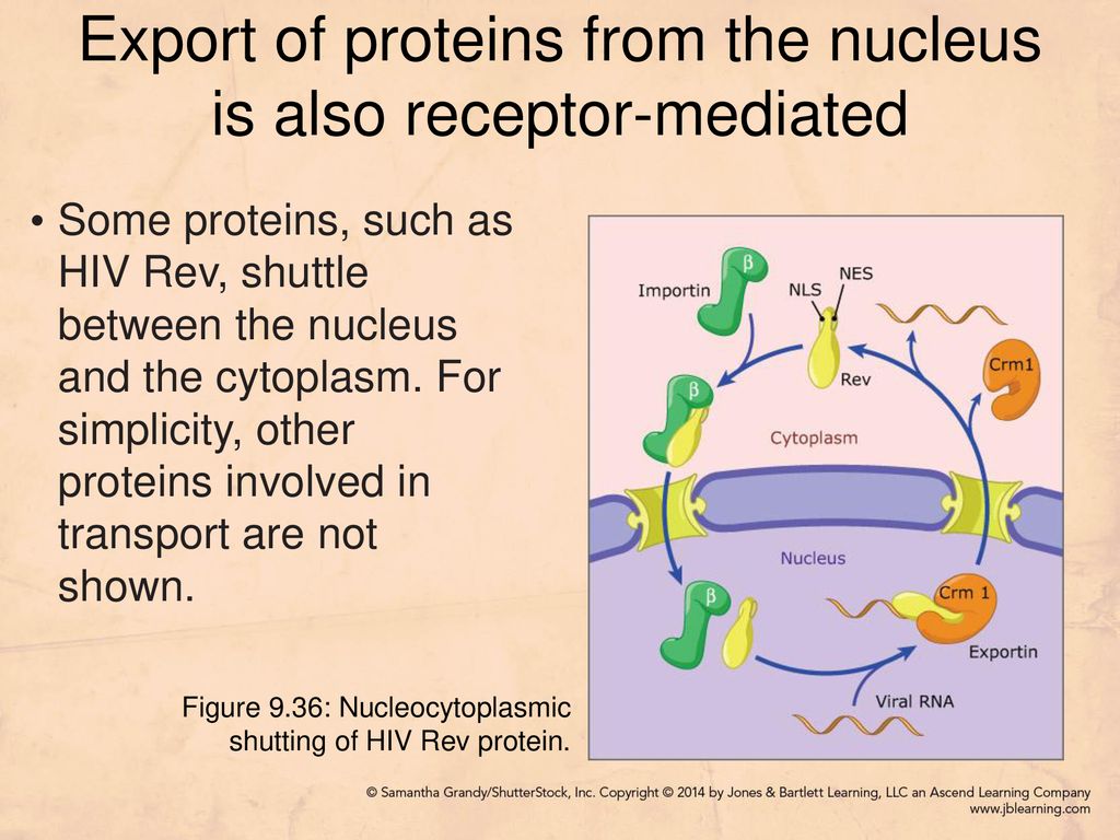 Export of proteins from the nucleus is also receptor-mediated