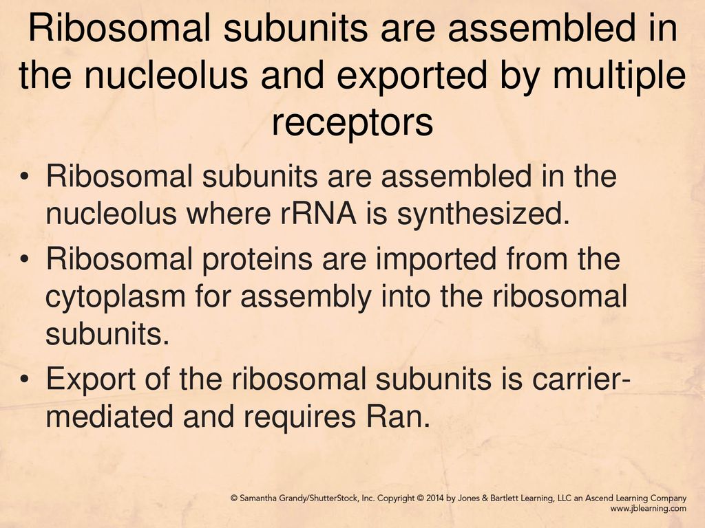 Ribosomal subunits are assembled in the nucleolus and exported by multiple receptors