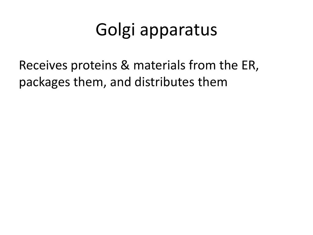 Endoplasmic reticulum Biology Diagrams