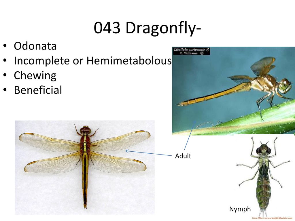 043 Dragonfly- Odonata Incomplete or Hemimetabolous Chewing Beneficial
