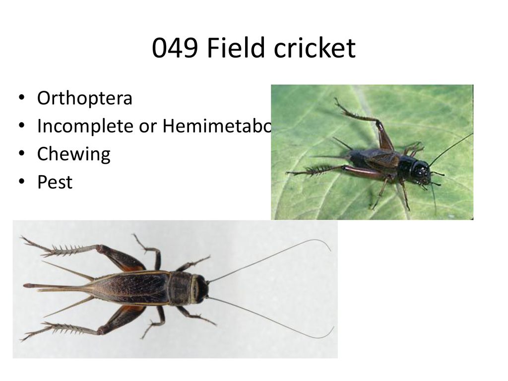 049 Field cricket Orthoptera Incomplete or Hemimetabolous Chewing Pest