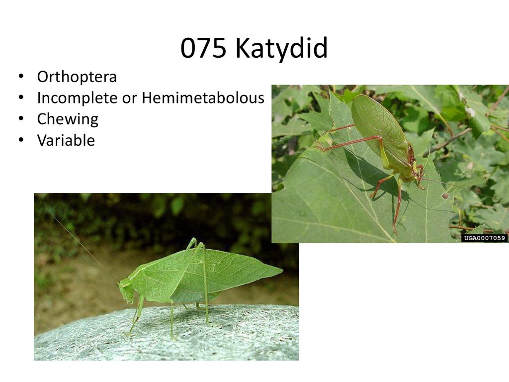 075 Katydid Orthoptera Incomplete or Hemimetabolous Chewing Variable