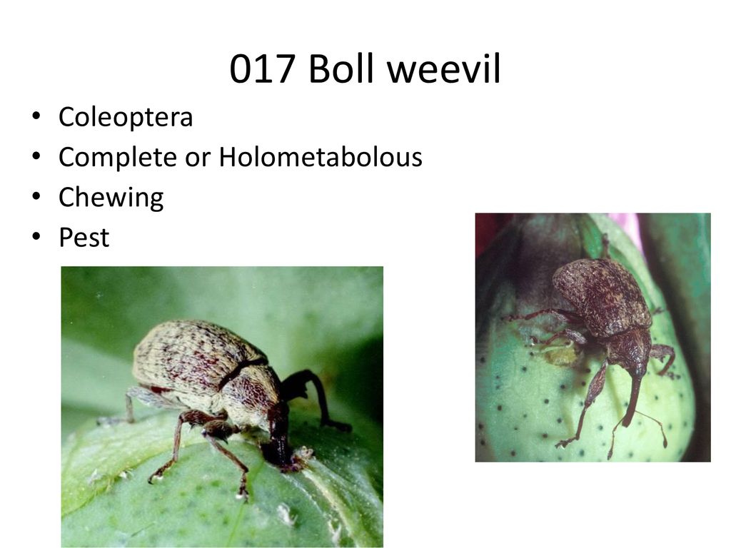 017 Boll weevil Coleoptera Complete or Holometabolous Chewing Pest
