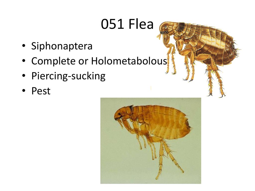 051 Flea Siphonaptera Complete or Holometabolous Piercing-sucking Pest