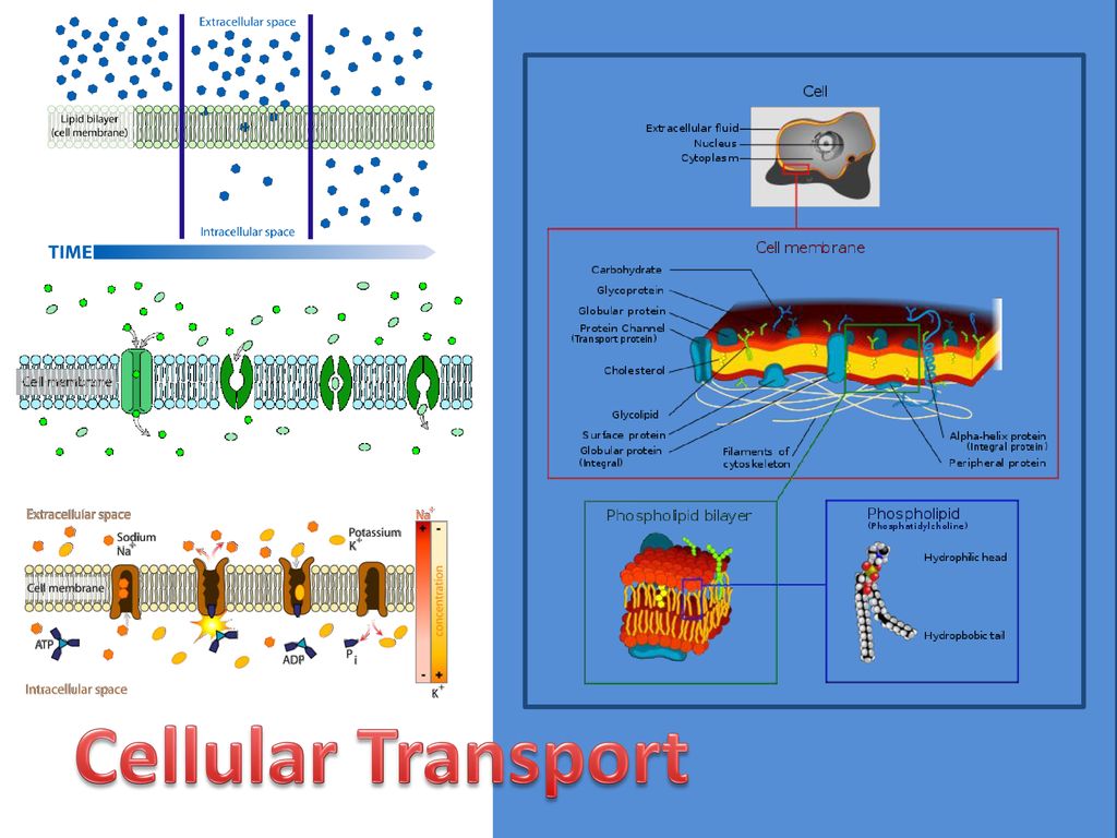 Cellular Transport. - ppt download