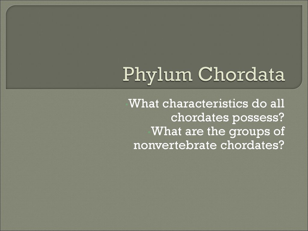 Phylum Chordata What characteristics do all chordates possess? - ppt