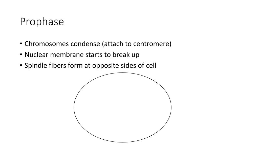 Cell Division Process of allowing organisms grow and repair tissues ... Biology Diagrams