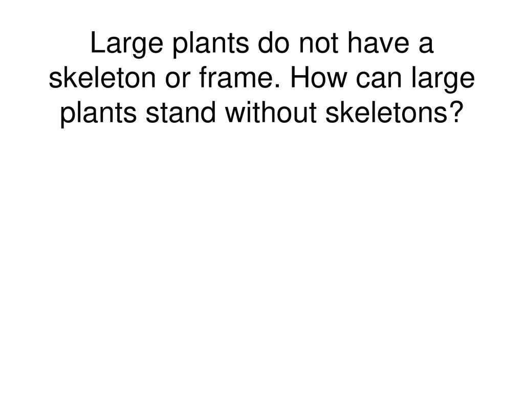 Large plants do not have a skeleton or frame
