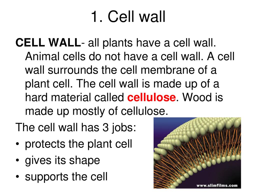 How do plants and animal cell differ? - ppt download