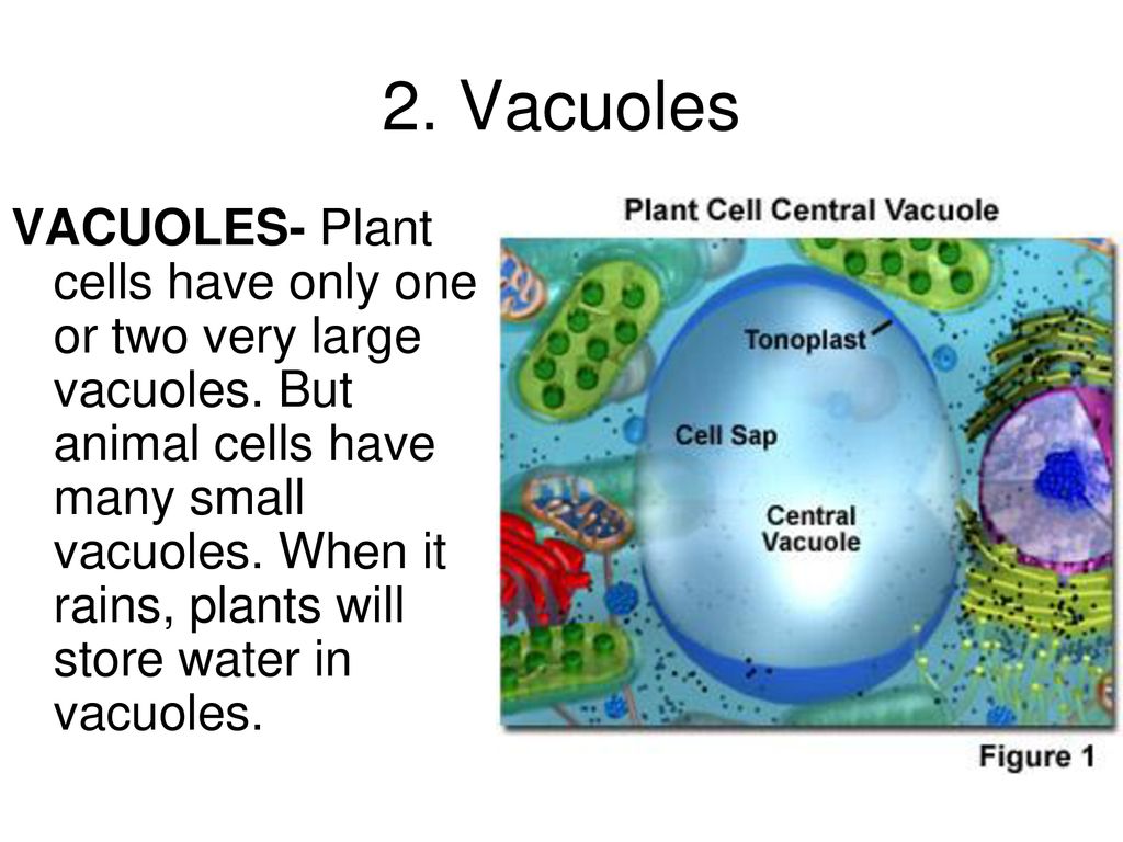 2. Vacuoles