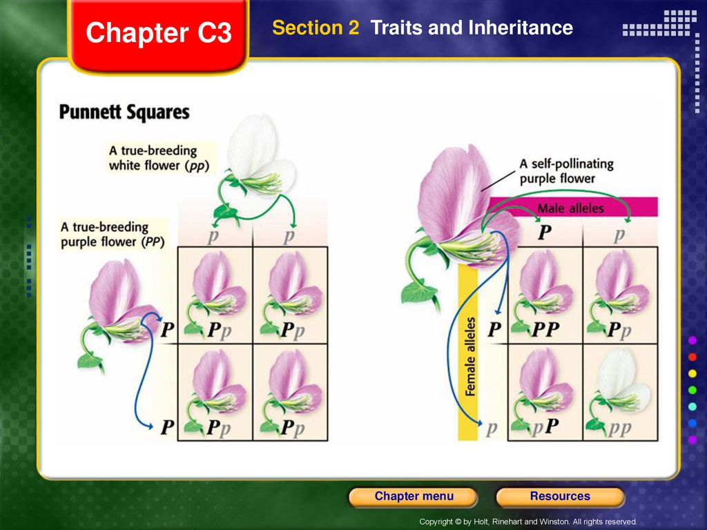 Chapter C3 Section 2 Traits and Inheritance A Great Idea - ppt download