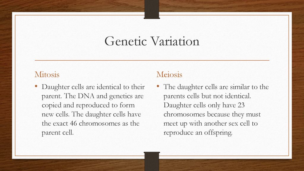 Mitosis and meiosis. Biology Diagrams