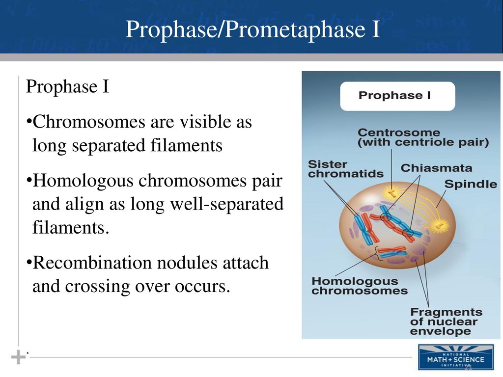 DNA Part V Meiosis. Biology Diagrams
