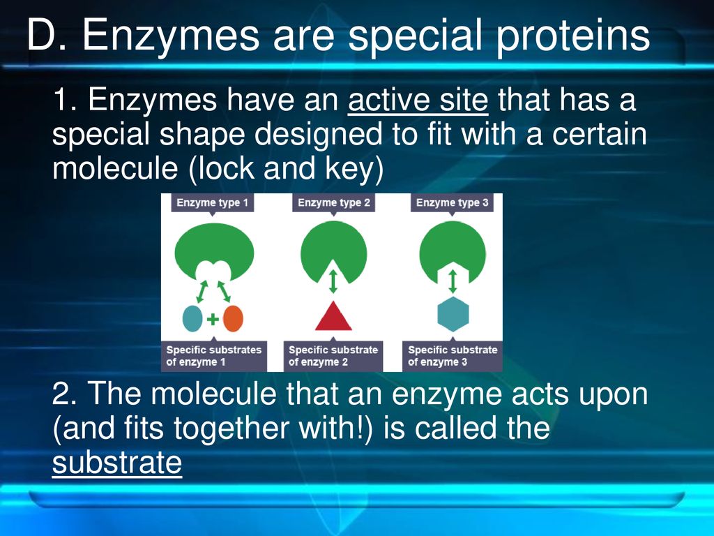 D. Enzymes are special proteins