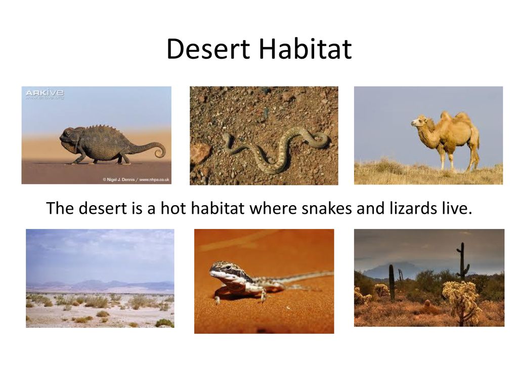 A habitat is where animals live. - ppt download