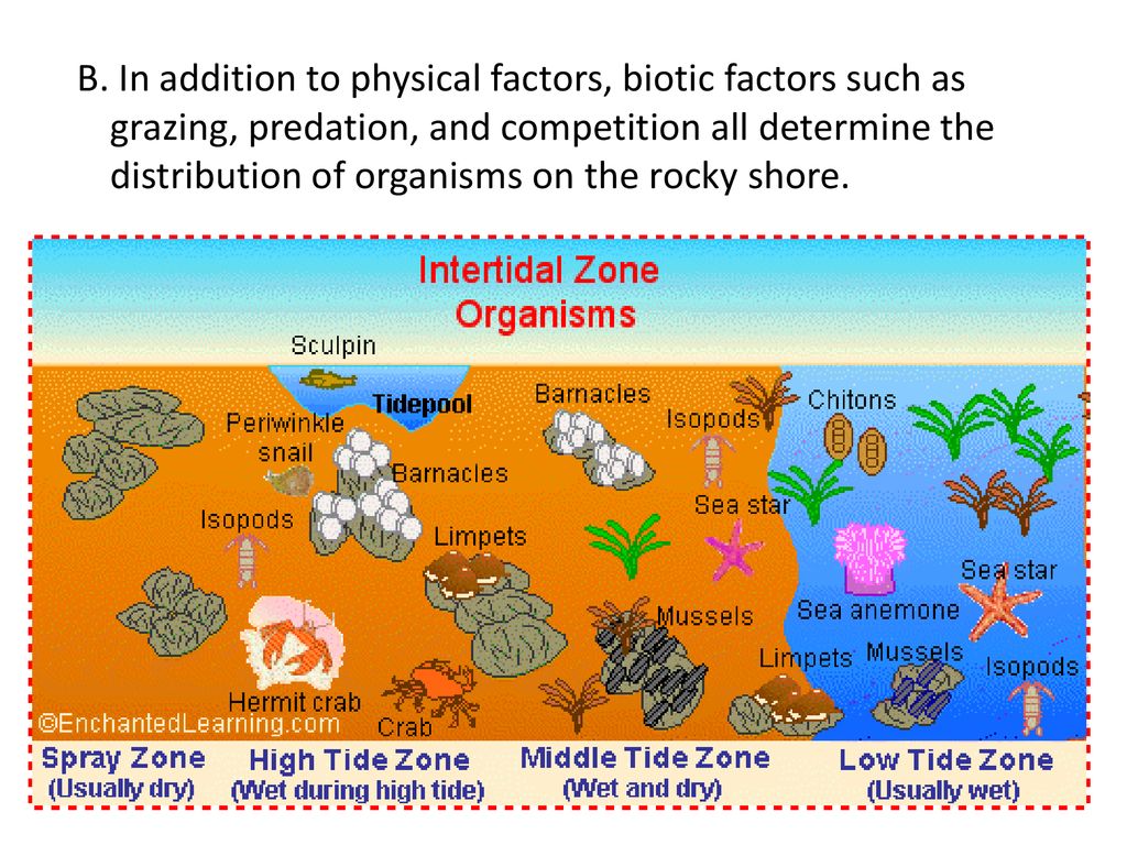 The Intertidal Zone Chapter ppt download