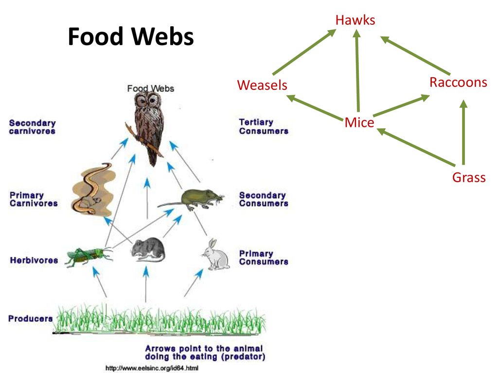 Ecologyโthe scientific study of interactions between different ... Biology Diagrams