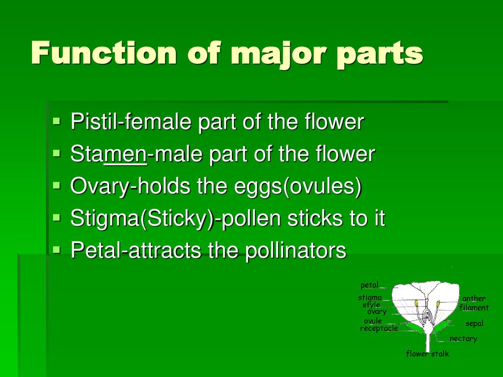 Function of major parts
