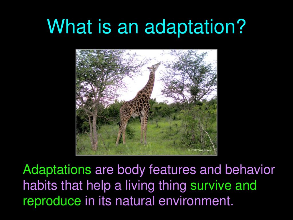 Learning Objectives Describe what an adaptation is - ppt download