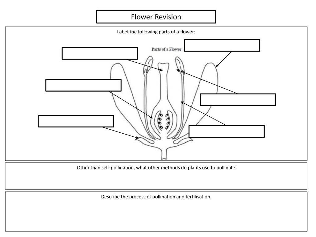 Plant Revision Provide the chemical equation of photosynthesis. - ppt ...