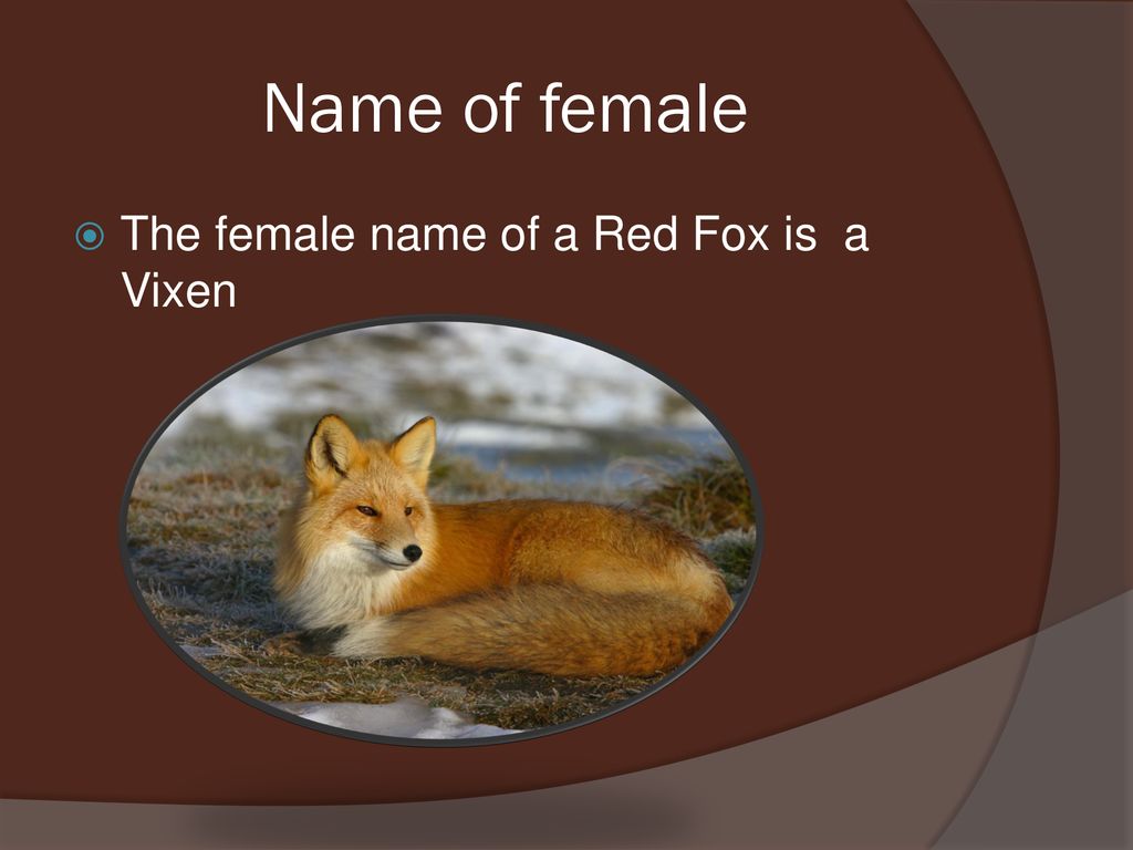 Emily Red Fox. - ppt download