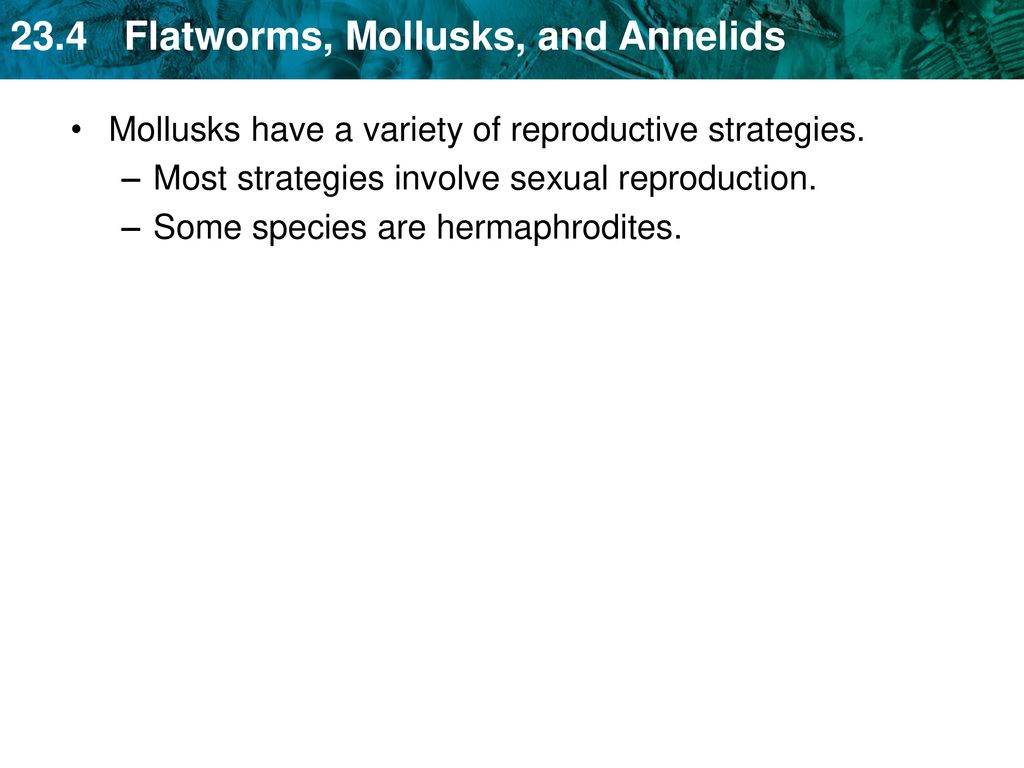 Mollusks have a variety of reproductive strategies.