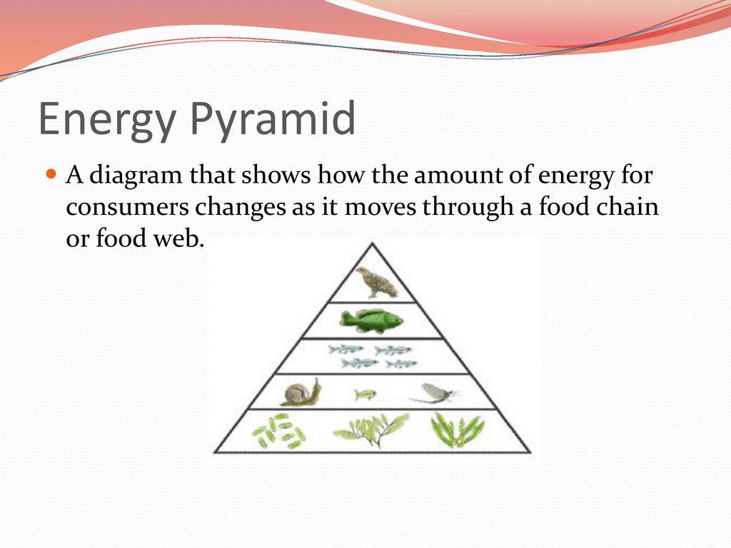 Energy in an Ecosystem Lesson ppt download Biology Diagrams