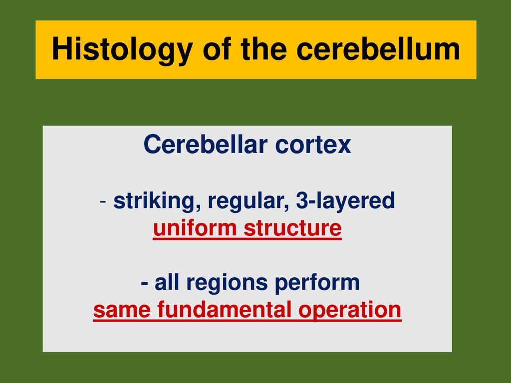 Cerebellum Histology Neural Connections Cerebellar Syndromes Ppt Download