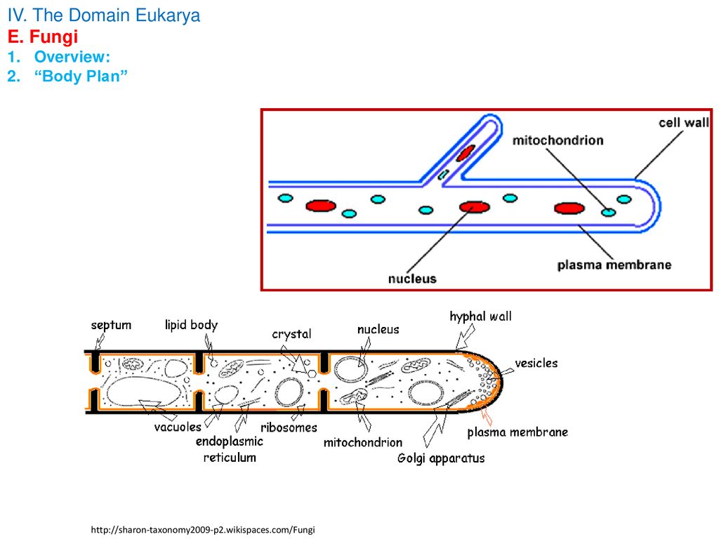 IV. The Domain Eukarya Overview: Origin of the Eukarya - ppt download