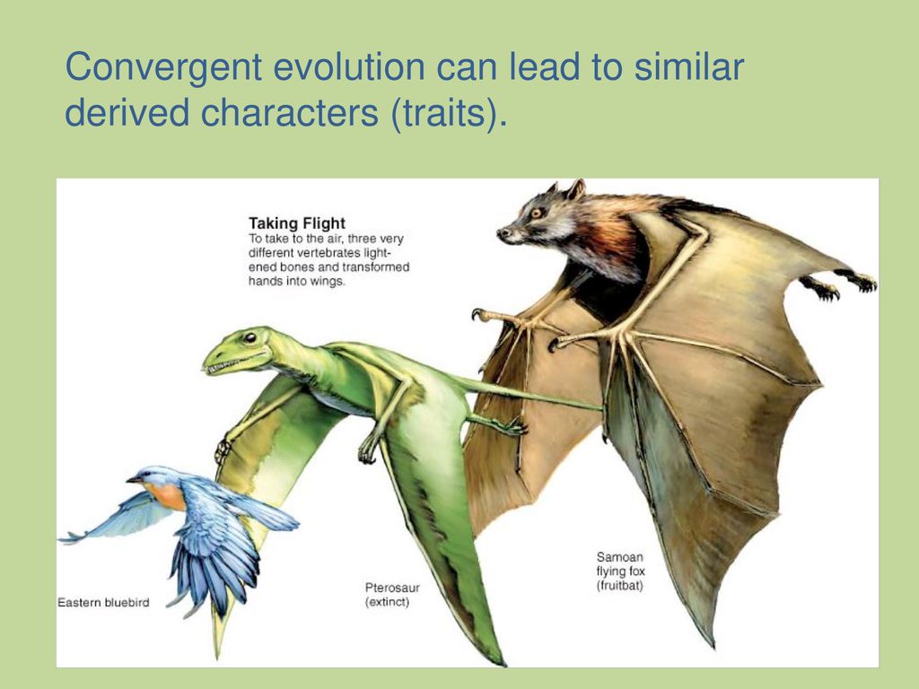 Species and Systems of Organizing Them - ppt download