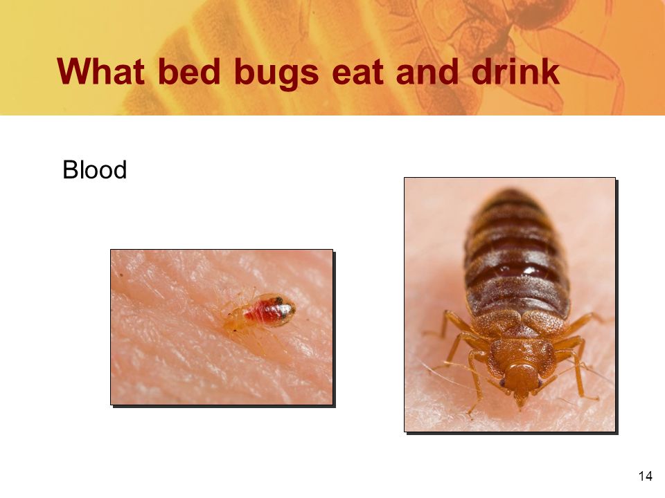 What bed bugs eat and drink