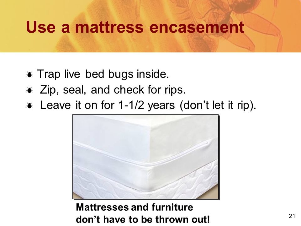 Use a mattress encasement