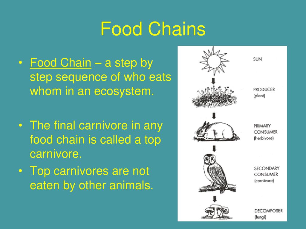 Unit A: Energy and Matter Exchange in the Biosphere Biology Diagrams