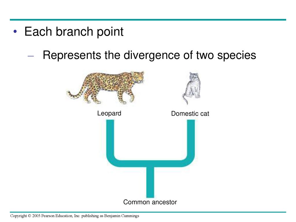 Each branch point Represents the divergence of two species Leopard