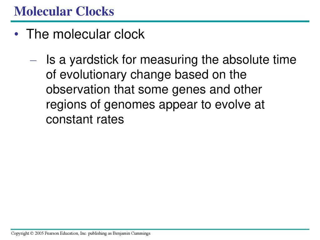 Molecular Clocks The molecular clock