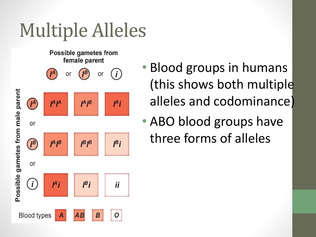 Multiple Alleles Blood groups in humans (this shows both multiple alleles and codominance) ABO blood groups have three forms of alleles.