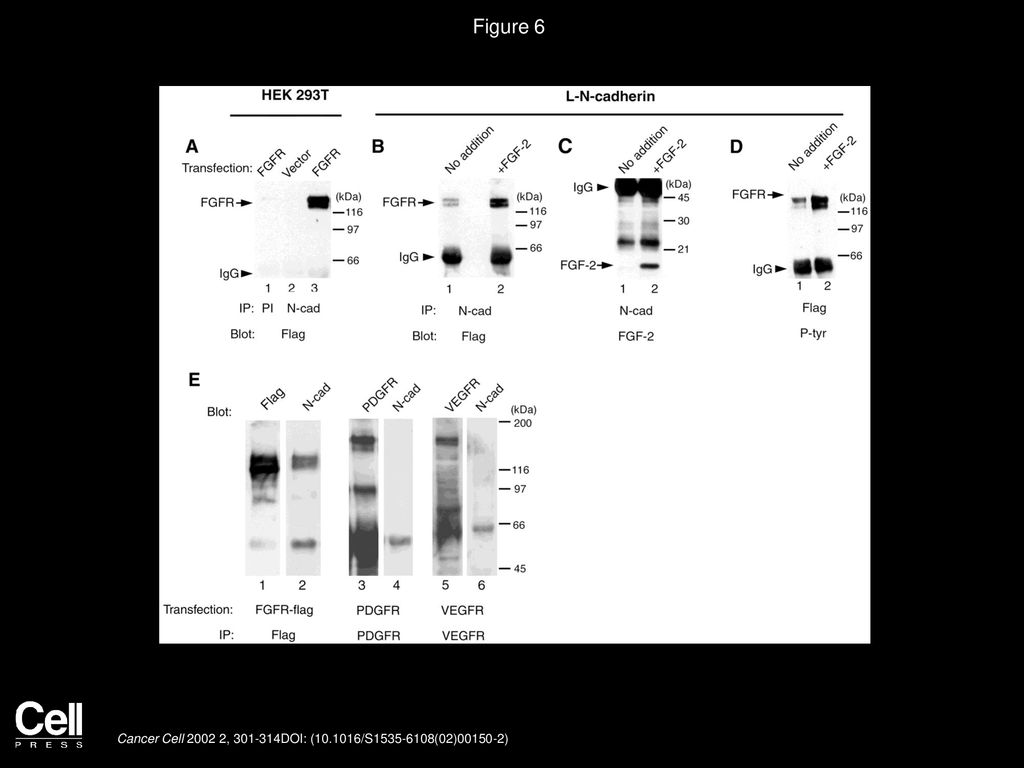 Figure 6 The FGFR-1 and N-cadherin form a complex that is increased upon FGF-2 treatment.