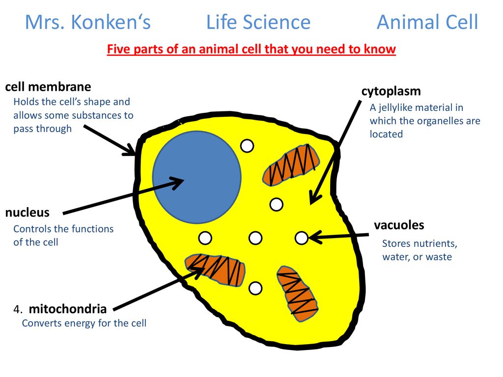 Five parts of an animal cell that you need to know - ppt download