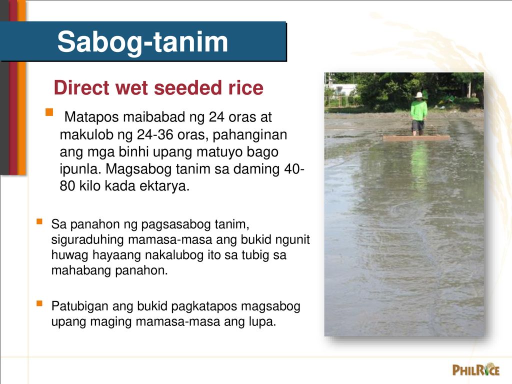Sabog-tanim Direct wet seeded rice