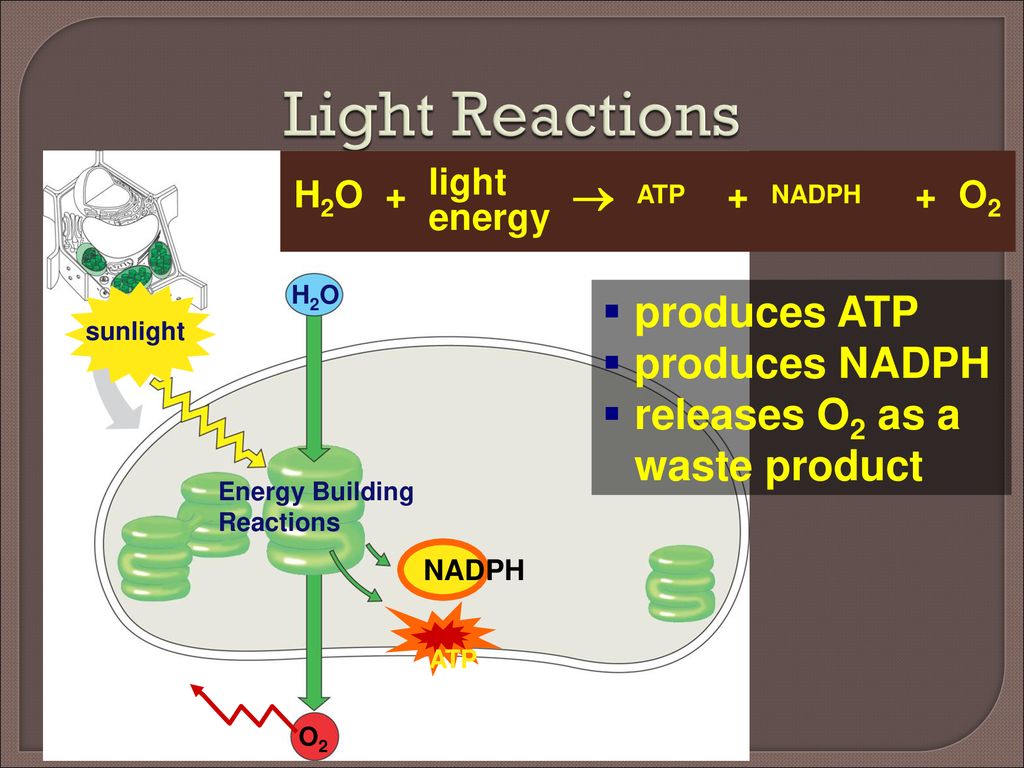 Chapter 10 Photosynthesis - ppt download