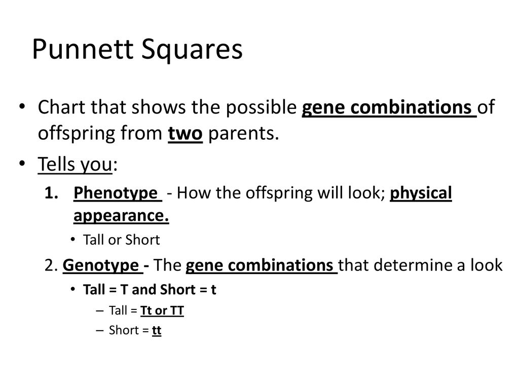 Chart That Shows Possible Gene Combinations
