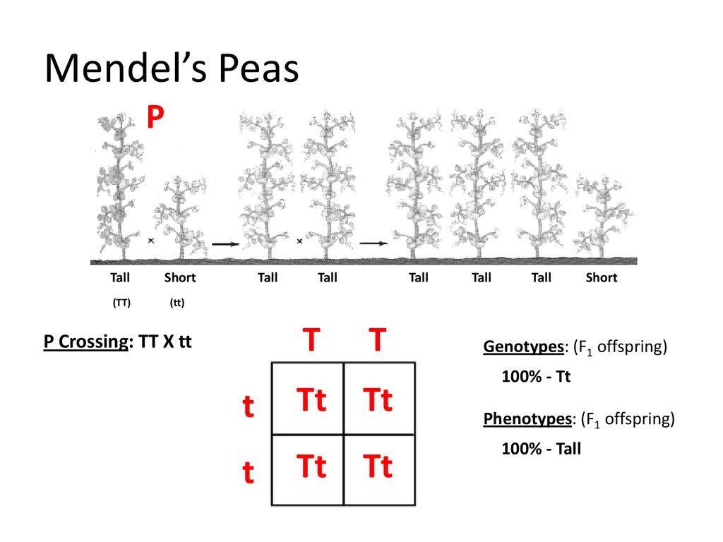 Probability Punnett Squares Ppt Download