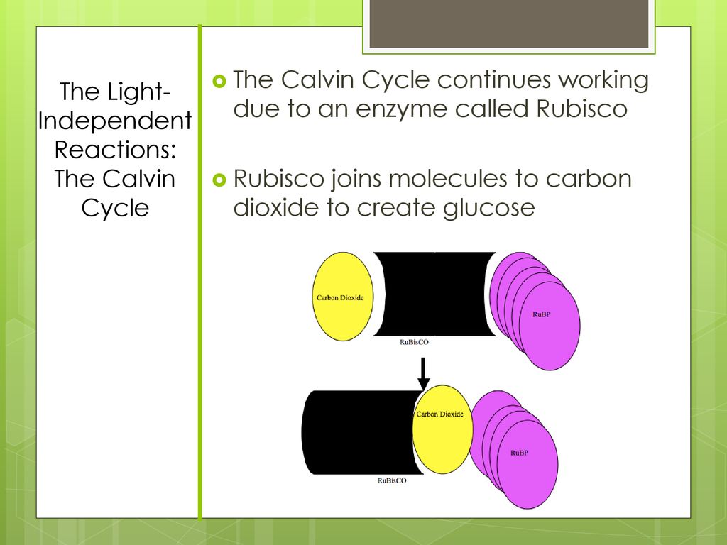 Chapter 8 section 2 photosynthesis ppt download
