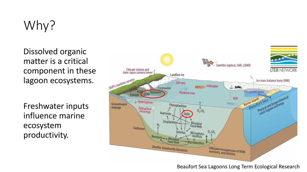 Why Dissolved organic matter is a critical component in these lagoon ecosystems. Freshwater inputs influence marine ecosystem productivity.