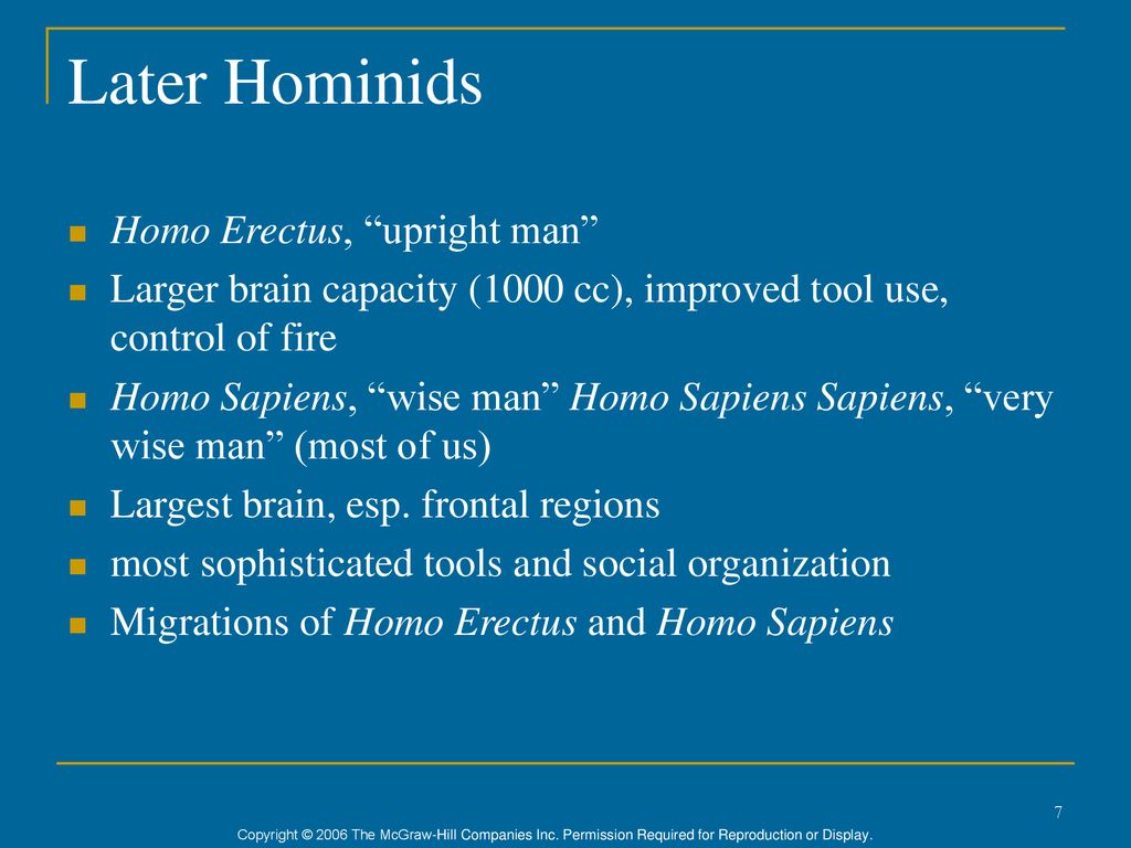 Later Hominids Homo Erectus, upright man