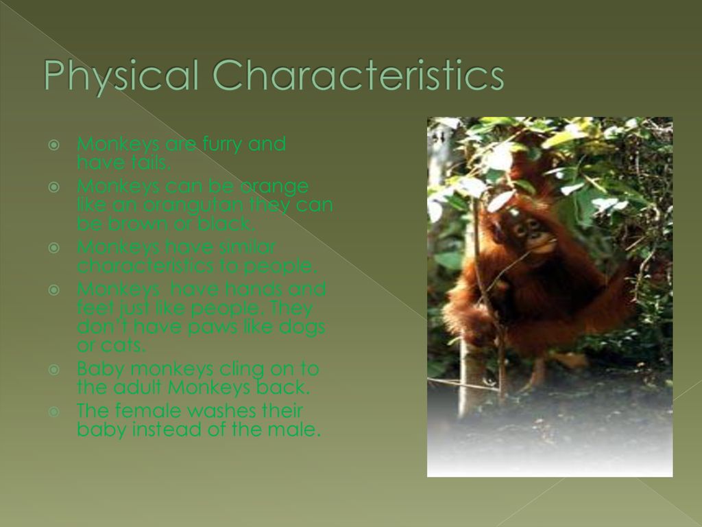 Monkeying Around By Mackenzie Innis This is a baby chimpanzee. - ppt