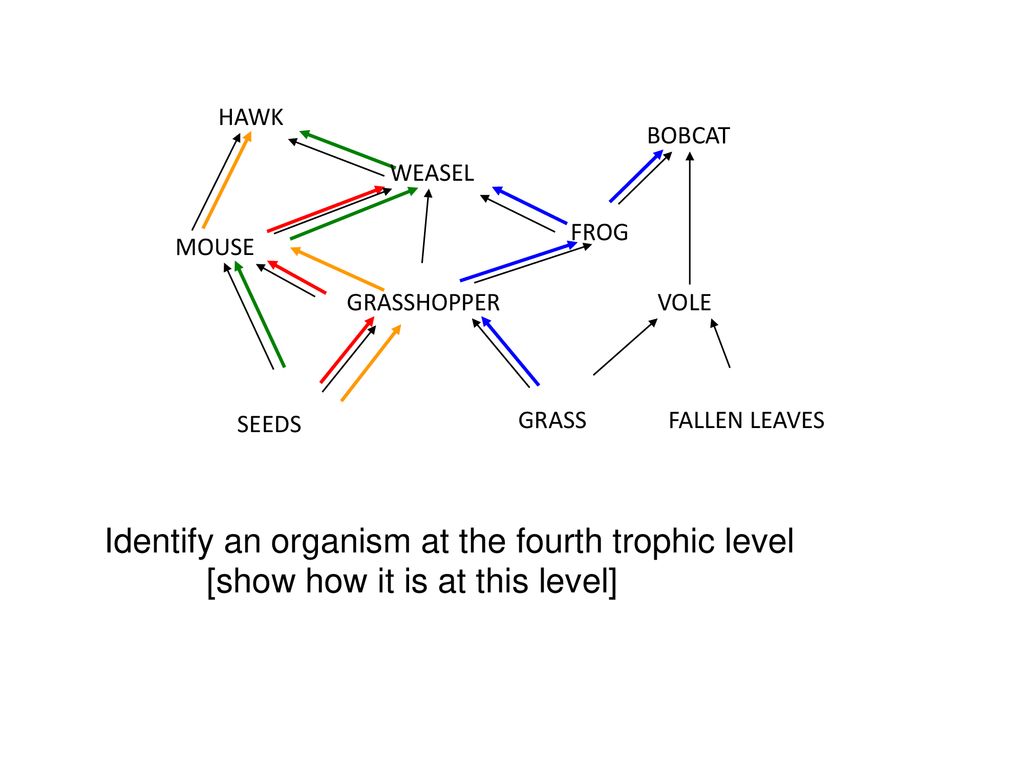 FOOD CHAINS and FOOD WEBS Biology Diagrams