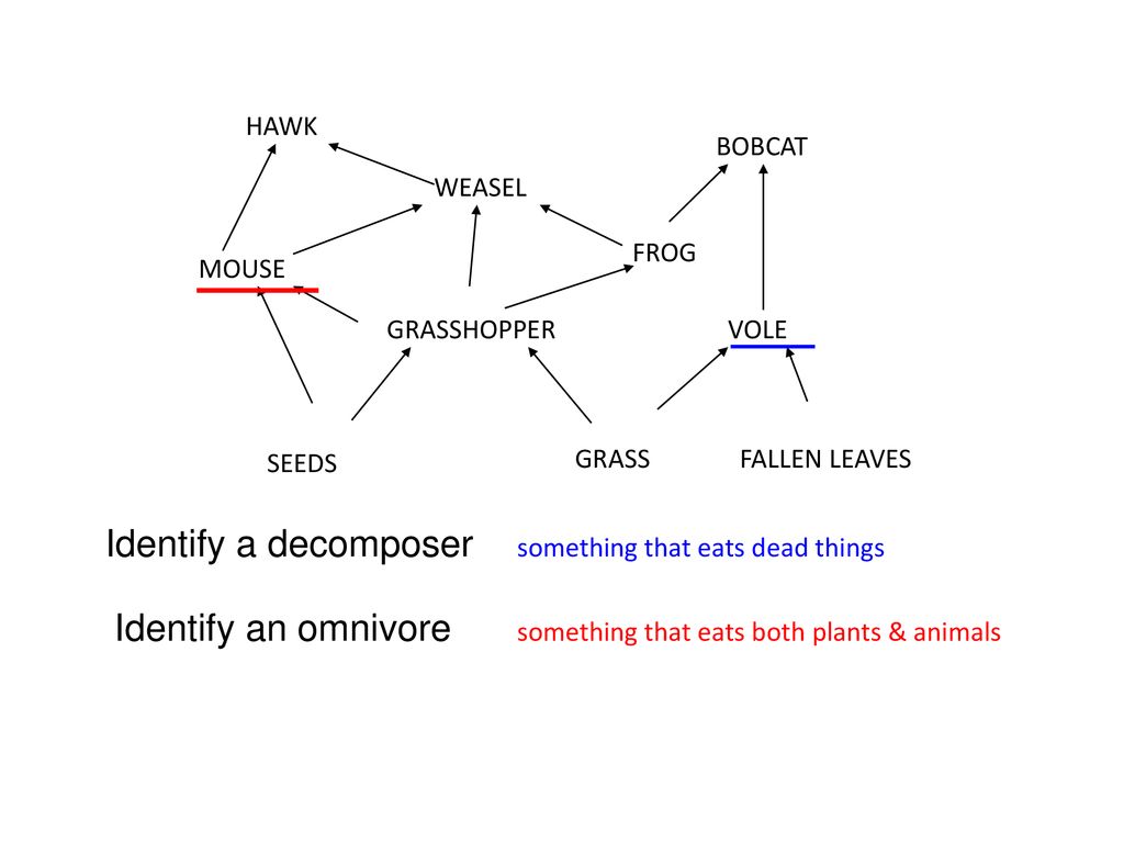 Identify a decomposer Identify an omnivore HAWK WEASEL BOBCAT MOUSE