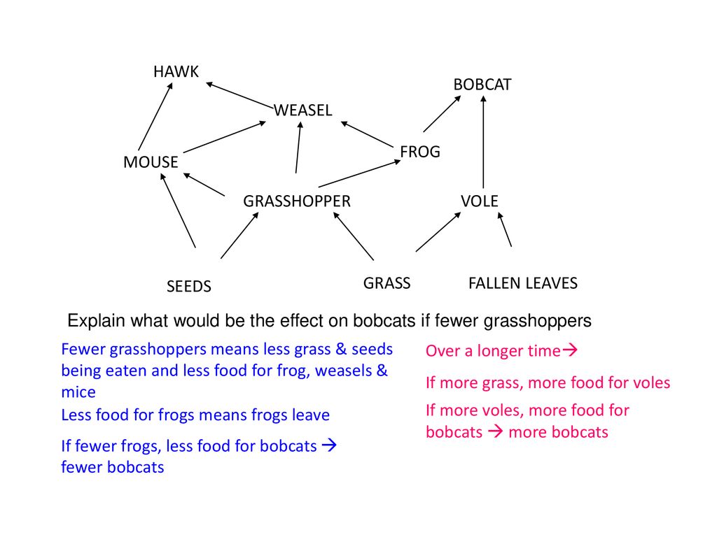 HAWK WEASEL. BOBCAT. MOUSE. GRASSHOPPER. FROG. SEEDS. GRASS. VOLE. FALLEN LEAVES.
